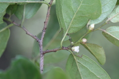 Diospyros chloroxylon